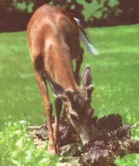 One very noticeable pest at this time of year is the white-tailed deer, whose numbers are on the rise.
